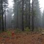 Jenolan State Forest