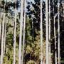 Kempsey State Forests