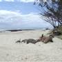 Kingscliff