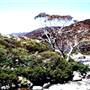 Kosciuszko National Park