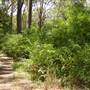 Lane Cove National Park