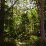 Lane Cove National Park