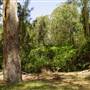 Lane Cove National Park