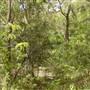 Lane Cove National Park