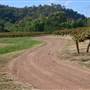 Rosemount Vineyard