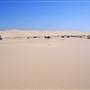 Stockton Dunes - Worimi National Park