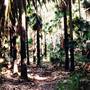Sugar Creek trail - Wallingat National Park