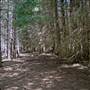 The Firs Picnic Area - Stewarts Brook State Forest