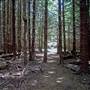 The Firs Picnic Area - Stewarts Brook State Forest
