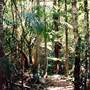 Tallowwood Forest Park - Myall River State Forest