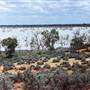 Menindee