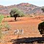 Mutawintji (Mootwingee) National Park