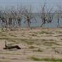 Menindee