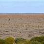 Menindee