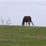 Lomar Park Stud