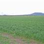 Narrabri