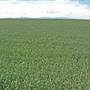 Narrabri