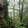 New England National Park