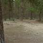 Newnes State Forest