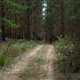 Newnes State Forest