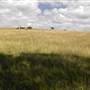 Menangle Area