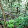 Minnamurra Falls