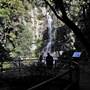 Minnamurra Falls