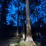 Murphy's Glen campground - Blue Mountains National Park