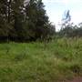Navua Reserve - Grose River