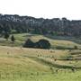 Rolling Hills - Southern Highlands