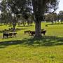 Walcha