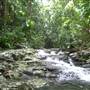 Terania Creek picnic area & Protesters Falls walking track