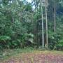 Terania Creek picnic area & Protesters Falls walking track