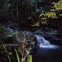 Terania Creek picnic area & Protesters Falls walking track