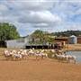 Sheep Station