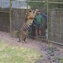 Taronga Western Plains Zoo - Dubbo
