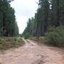 Penrose State Forest - Southern Highlands
