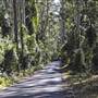 Pebbly Beach Road - Murramarang National Park