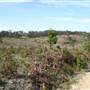 Penrose State Forest - Southern Highlands
