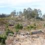 Penrose State Forest - Southern Highlands