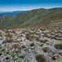 Snowy Mountains - Semi-Dry Steppes