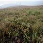 Snowy Mountains - Semi-Dry Steppes
