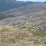 Snowy Mountains - Semi-Dry Steppes