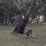 Thredbo