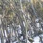 Thredbo