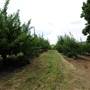 Wilgro Orchard