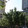 Sydney CBD - Phillip Street