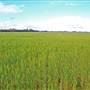 Wheat Fields