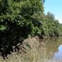 Wingham