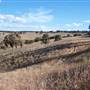 Volcanoes near Rylstone